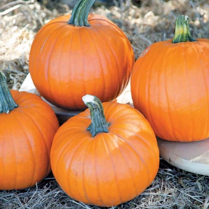 Picture of Pumpkin Magician F1